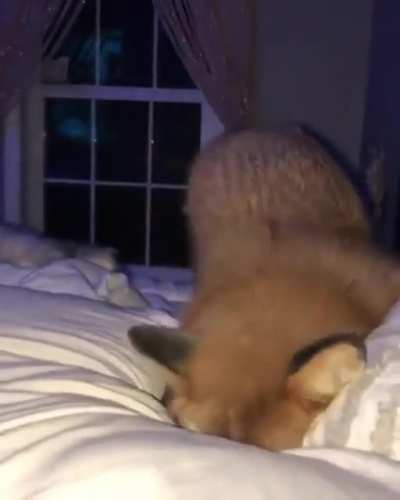 Fox