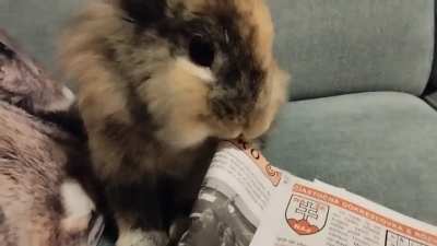 Little bully won't even let me have my crosswords