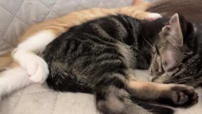 Nap time~~~