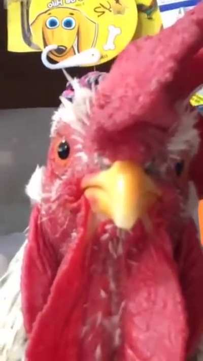 Galinha cantando so isso