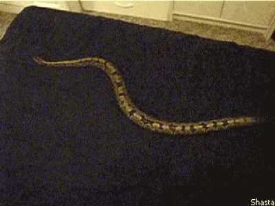 Snakes are metal, but silk is their Kryptonite.