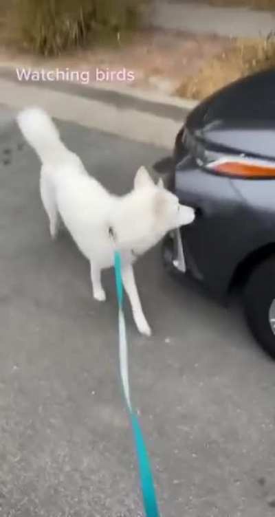 Bonk