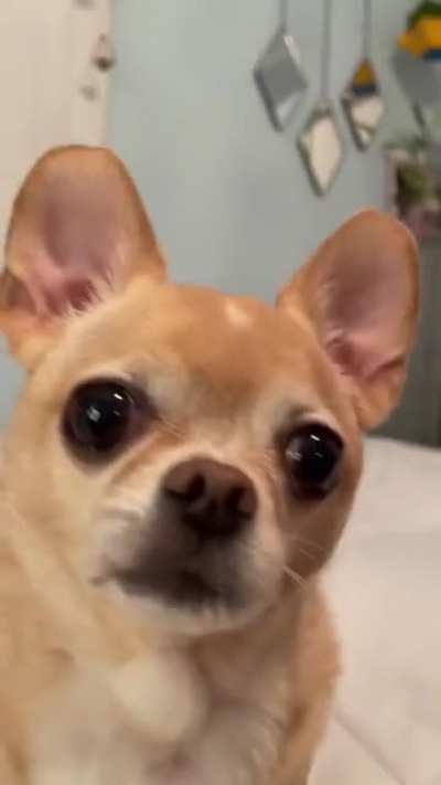 Rave Pupper
