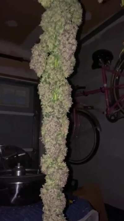 The top branch of my blue cheese harvest this year