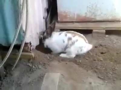 Holesome