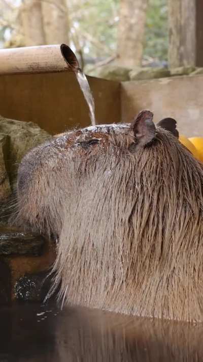 🔥The Capybara (Hydrochoerus Hydrochaeris)
