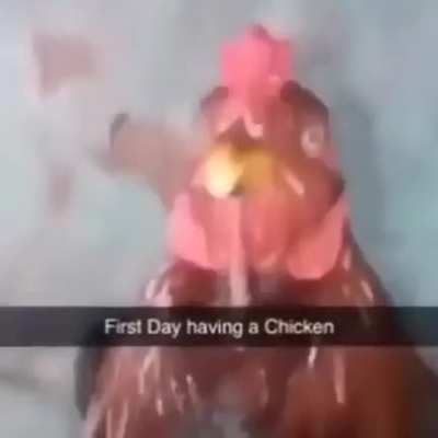 moldy chicken
