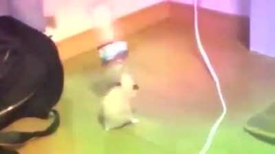 leaked video from gayjins server room
