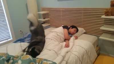 Husky tries waking owner, ends up snuggling him