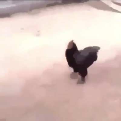 RIP chicken