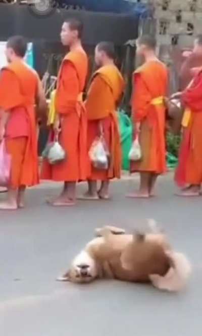 Musically minded dogs.
