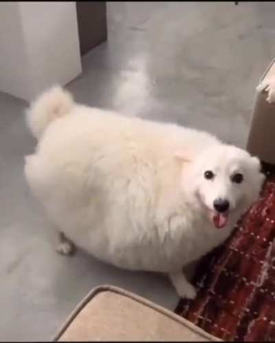 Chunky pupper