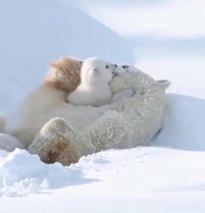 🔥 Mother polar bear and her cub