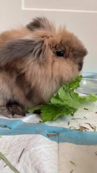 Part pig, part bunny
