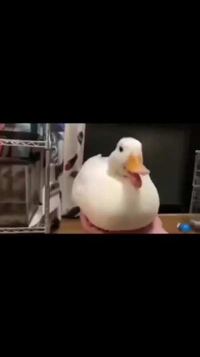Pero que hermosura de pato 👀