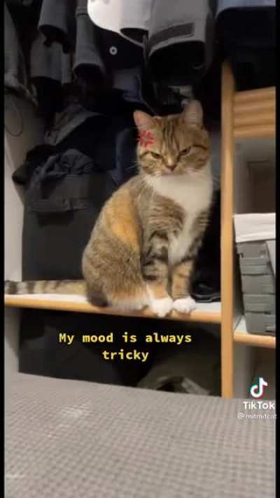 Kitty dropping some bars.