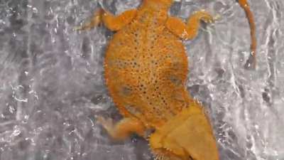 That magic moment when your beardie decides she likes bath time...