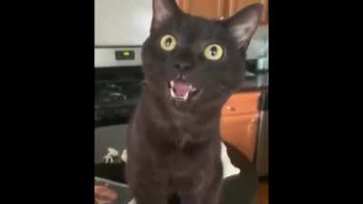 Led Zeppelin - Cat Song