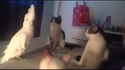 Meow!!!