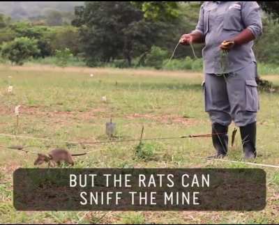 Rat.