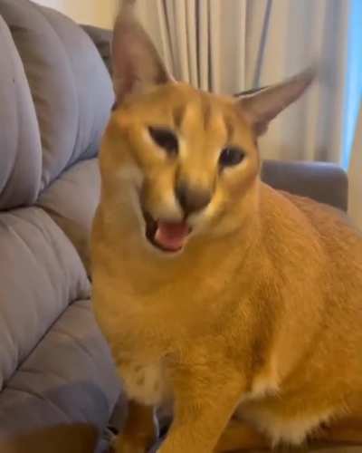 flopcu