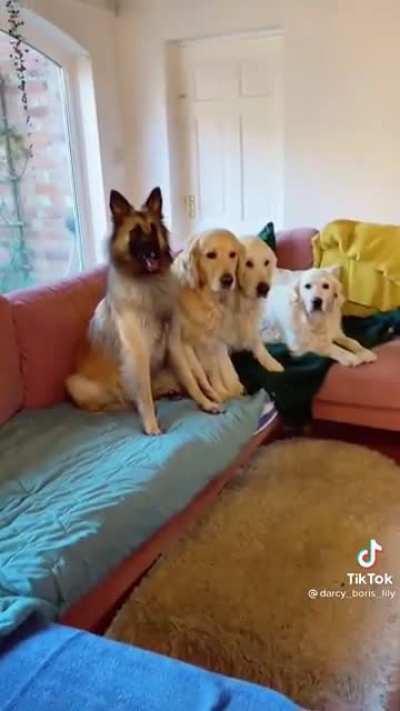 I like their doodle mix