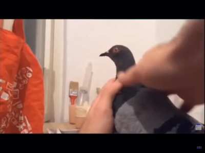 Aw just look at the pigeon!