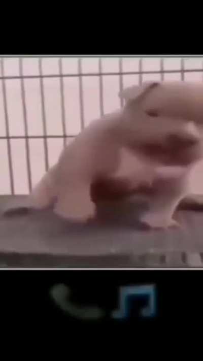 🐶