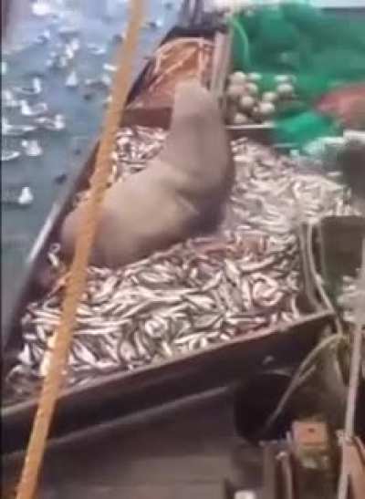 Well, that’s definitely a big fish!