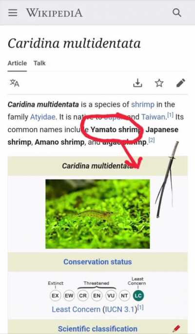 🦐