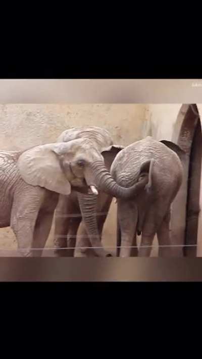 Elephants are nasty
