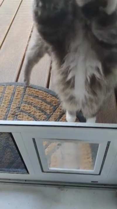 Teaching the cats to use the cat door
