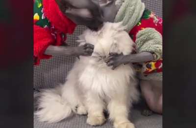 Hairless cats love fur, at least the helmet stops them.