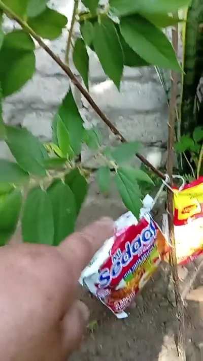 Pokok
