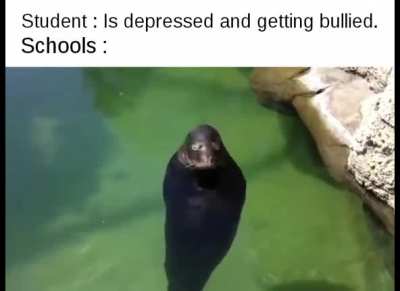 Happy seal noises!