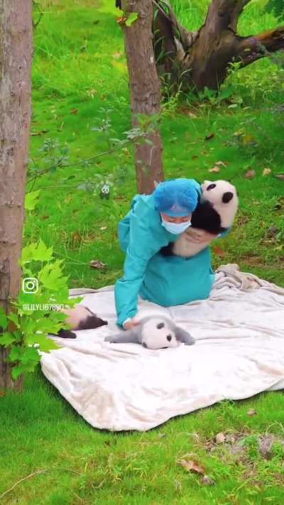 3 panda cubs getting picked up