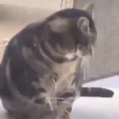 Cat murders a bird