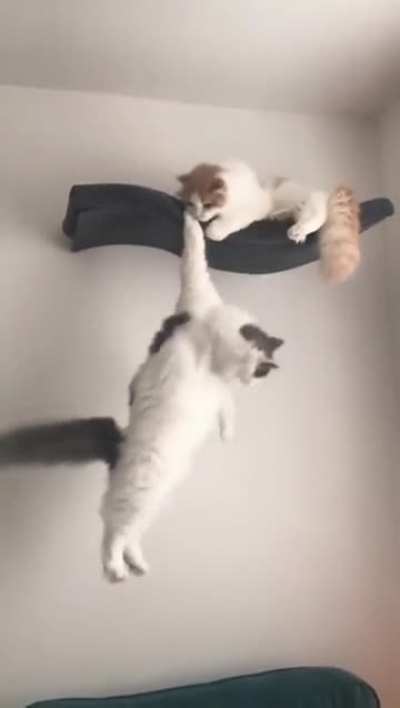 Mean kitten
