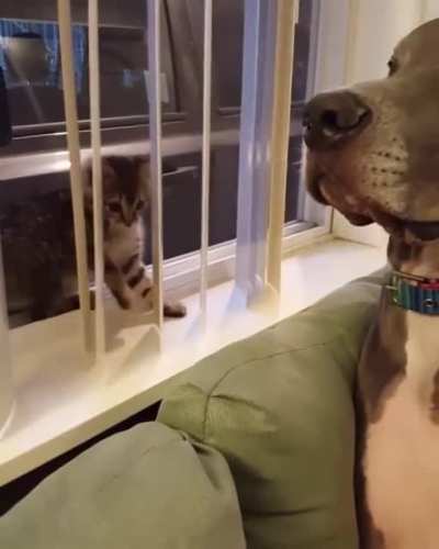 This kitten don't mess around