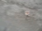 Karate hamster