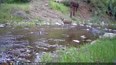 A birdwatching deer