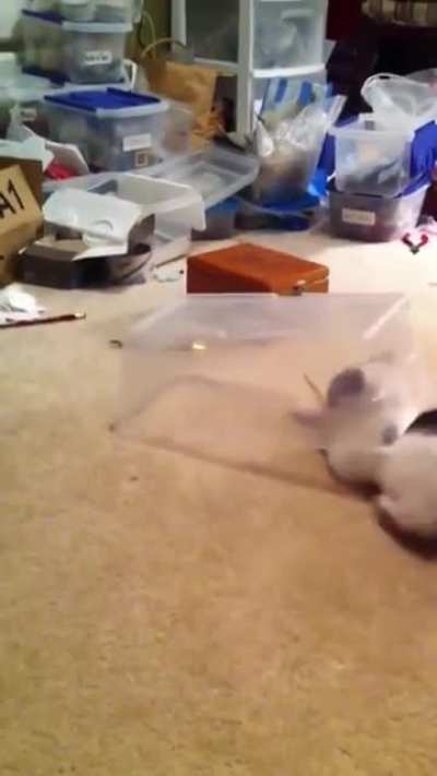 HMC as I catch this red dot [x-post from r/killthecameraman]