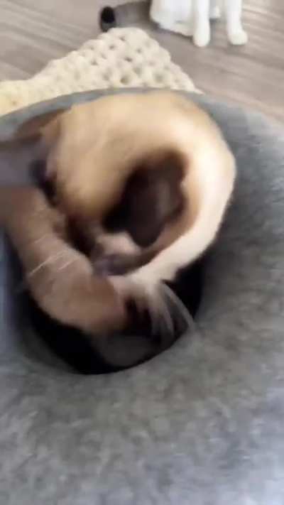 Внезапно (⁠^⁠.⁠_⁠.⁠^⁠)⁠ﾉ