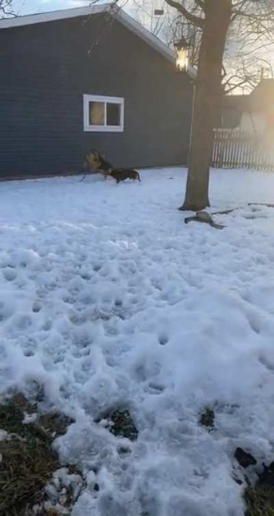 When my 2 year old German Shepherd/ Border Collie mix comes flying at me