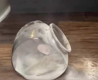 Based hamster