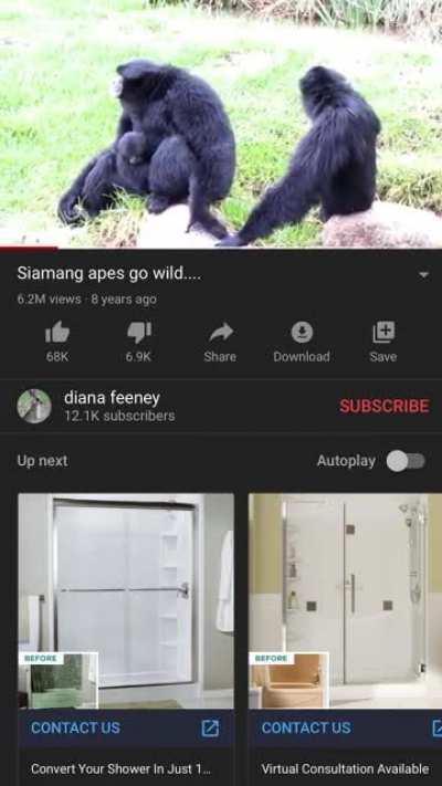 Monke I found on youtube. Sorry for vertical filming