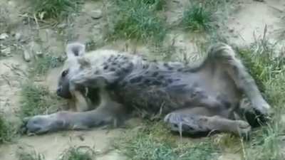 Posting yeens every day until I get to pet one Day 641 yeenbean can't fall asleep