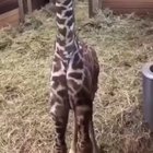 Baby giraffe learning to derp