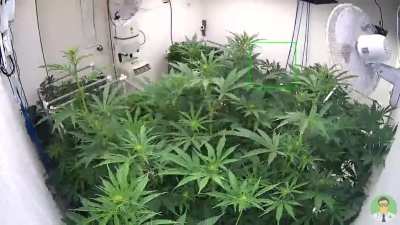 2 month growlapse, 9 DWC reservoirs & 18 plants
