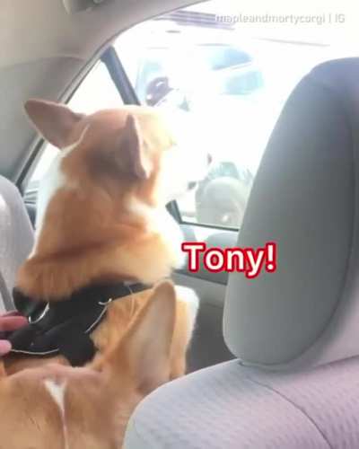 Doggy road rage
